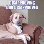 Disapproval | DISAPPROVING DOG DISAPPROVES | image tagged in disapproval | made w/ Imgflip meme maker