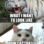 Tiger cat | WHAT I WANT TO LOOK LIKE; HOW I ACTUALLY LOOK LIKE | image tagged in tiger cat | made w/ Imgflip meme maker