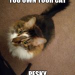 meow | WHEN YOU THINK YOU OWN YOUR CAT; PESKY HUMAN I OWN YOU | image tagged in meow | made w/ Imgflip meme maker