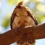 Owl looking | DON'T BE AFRAID, I'TS JUST ANOTHER BIRTHDAY! SIT UP STRAIGHT, FIX YOUR FEATHERS, AND HAVE A GRAND DAY! | image tagged in owl looking | made w/ Imgflip meme maker