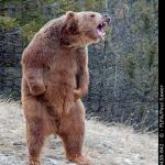 Angry bear | EVERYBODY RUN... IT'S HOLLIS! | image tagged in angry bear | made w/ Imgflip meme maker