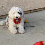 Dog and chicken