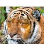 Sad tiger