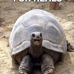 Smiling happy excited tortoise | FOR REALS | image tagged in smiling happy excited tortoise | made w/ Imgflip meme maker