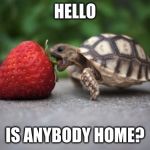 Turtle with Strawberry | HELLO; IS ANYBODY HOME? | image tagged in turtle with strawberry | made w/ Imgflip meme maker