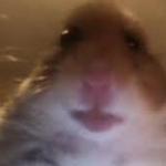 facetime hamster meme