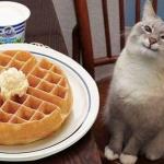 Cat sitting next to waffles