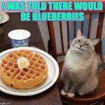 Good morning  ( : | I WAS TOLD THERE WOULD
BE BLUEBERRIES | image tagged in cat likes their waffle,memes,get on it | made w/ Imgflip meme maker