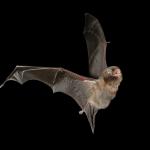 Bat