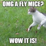 Warrior cat meme | OMG A FLY MICE? WOW IT IS! | image tagged in warrior cat meme | made w/ Imgflip meme maker