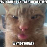 derpcat | YES I CAUGHT AND ATE THE CENTIPEDE; WHY DO YOU ASK | image tagged in derpcat | made w/ Imgflip meme maker