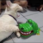 Cat bitten by toy alligator