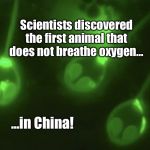 Chinese Bat Does Not Breathe Oxygen | Scientists discovered the first animal that does not breathe oxygen... ...in China! | image tagged in made in china,memes,bat,animal does not breathe oxygen,coronavirus,covid-19 | made w/ Imgflip meme maker