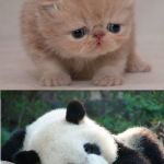 Cute animals | SCHOOL PROJECT WITH STRANGERS; SCHOOL PROJECT WITH PEOPLE YOU DONT LIKE | image tagged in cute animals | made w/ Imgflip meme maker