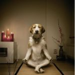 dog meditation funny | UMMMMMMMMMM! | image tagged in dog meditation funny | made w/ Imgflip meme maker