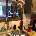 Dog in window | EXCUSE ME, IS THIS THE MCDONALD’S DRIVE THRU? | image tagged in dog in window | made w/ Imgflip meme maker