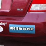 Blank bumper sticker | DOG IS MY CO-PILOT | image tagged in blank bumper sticker | made w/ Imgflip meme maker