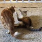 Cat fight GIF Template