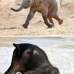 elephant | ME AT HOME:; ME AT SCHOOL: | image tagged in elephant | made w/ Imgflip meme maker