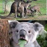 kangaroo group love koala shocked