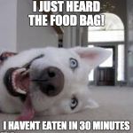 Food husky | I JUST HEARD THE FOOD BAG! I HAVENT EATEN IN 30 MINUTES | image tagged in food husky | made w/ Imgflip meme maker