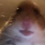 hamster