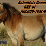 Qld horse | Scientists Decode DNA  of                               700,000-Year-Old Horse | image tagged in qld horse | made w/ Imgflip meme maker