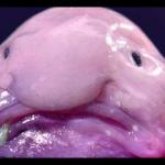 Blob Fish