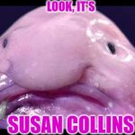 Blob Fish | LOOK, IT'S; SUSAN COLLINS | image tagged in blob fish | made w/ Imgflip meme maker