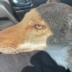 jackal in the front seat meme