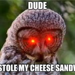 Seriously Owl | DUDE; YOU STOLE MY CHEESE SANDWICH | image tagged in seriously owl | made w/ Imgflip meme maker