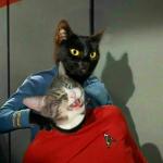 Vulcan Cat Pinch