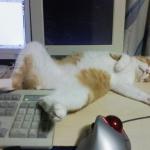 sleeping office cat