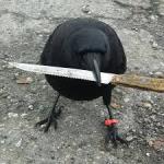 Bird with knife