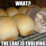 cat loaf | WHAT? THE LOAF IS EVOLVING! | image tagged in cat loaf | made w/ Imgflip meme maker