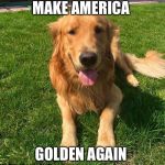 Golden retriever | MAKE AMERICA; GOLDEN AGAIN | image tagged in golden retriever | made w/ Imgflip meme maker