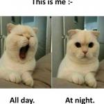 Funny Cat
