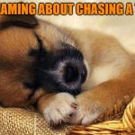Sleeping Puppy | DREAMING ABOUT CHASING A TOY | image tagged in sleeping puppy | made w/ Imgflip meme maker