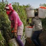 Undocumented workers tomatoes