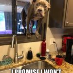 Dog in window | CAN I COME IN NOW? I PROMISE I WON’T FART IN YOUR FACE AGAIN. | image tagged in dog in window | made w/ Imgflip meme maker