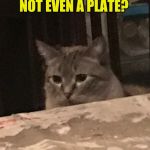 Day 19 | NOT EVEN A PLATE? | image tagged in max,quarantine,woman yelling at cat,grumpy cat not amused,covid 19 | made w/ Imgflip meme maker