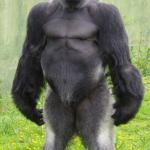Gorilla standing up straight meme