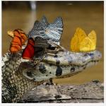 Alligator with Butterflies