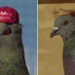 Hat and wig pigeons