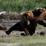 Bear Fight