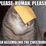 Cats with cheese | PLEASE. HUMAN, PLEASE. FINISH ASSEMBLING THE CHEEZBURGUR! | image tagged in cats with cheese | made w/ Imgflip meme maker