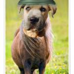 Lying Dog Faced Pony Soldier (2)