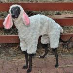 dog in a lamb