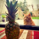 pineapple cat meme