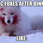 articfox | ARCTIC FOXES AFTER DINNER BE; LIKE: | image tagged in articfox | made w/ Imgflip meme maker